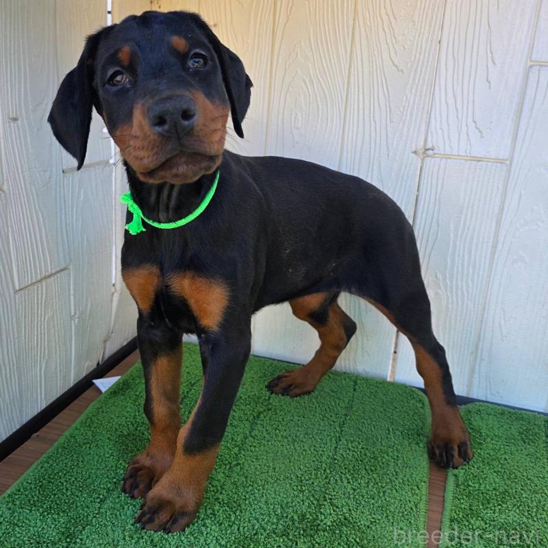 販売中の茨城県のドーベルマン-428842の2枚目