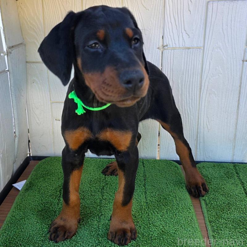 販売中の茨城県のドーベルマン-428842