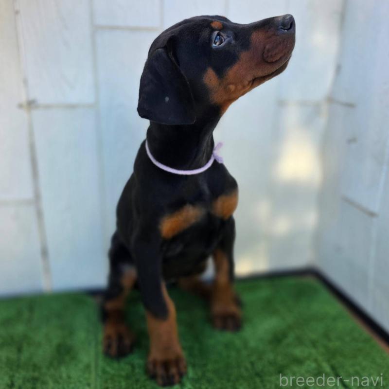 販売中の茨城県のドーベルマン-426192の12枚目