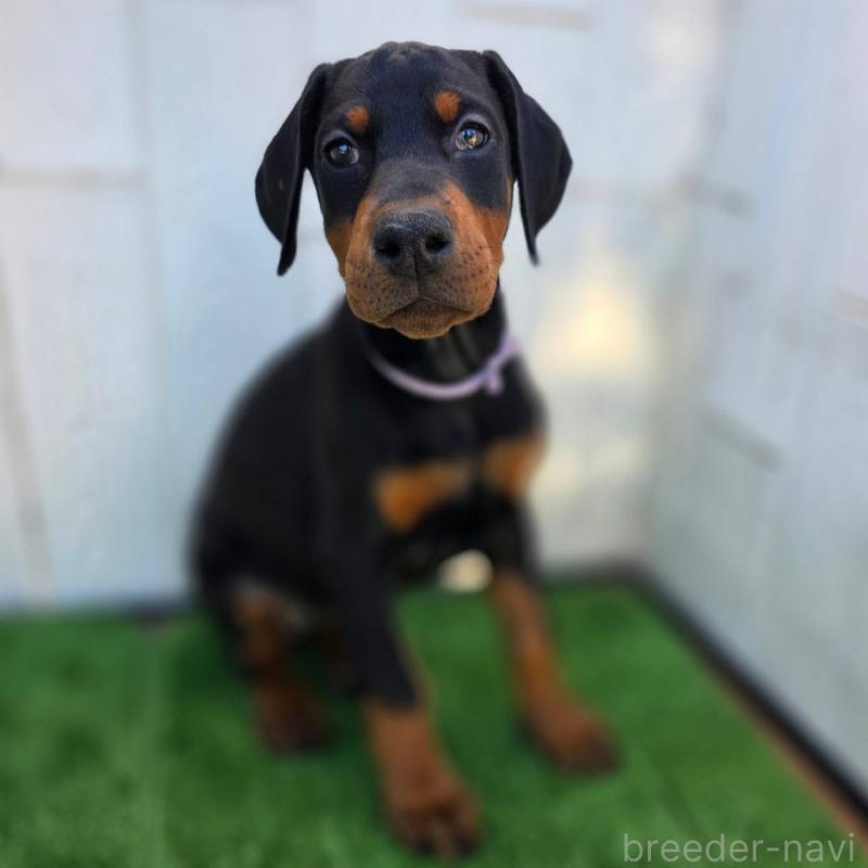 販売中の茨城県のドーベルマン-426192の11枚目