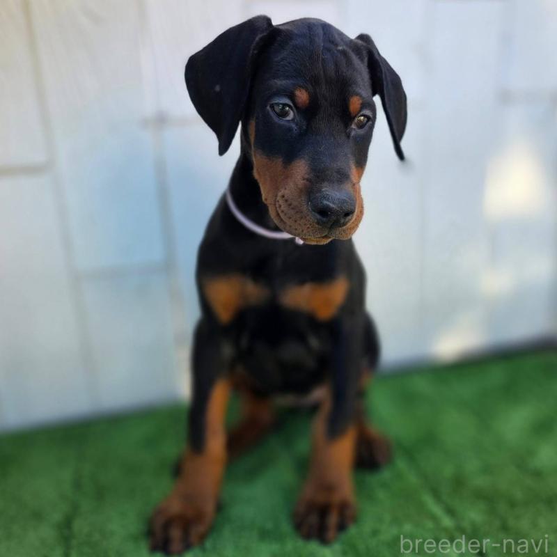 販売中の茨城県のドーベルマン-426192