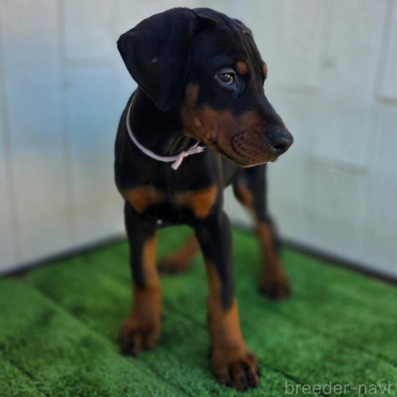 販売中の茨城県のドーベルマン-426192の10枚目