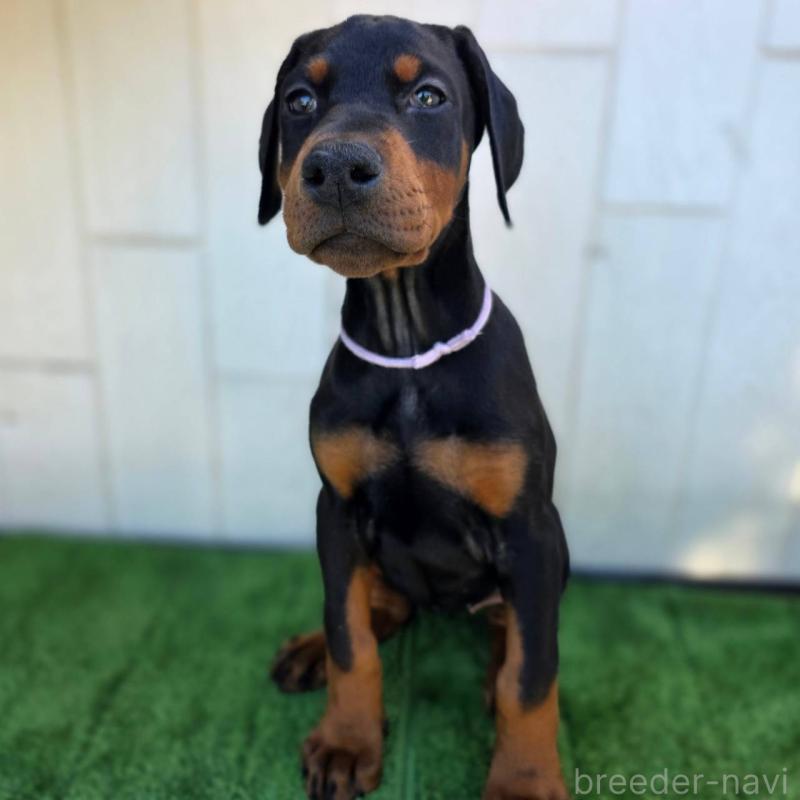 販売中の茨城県のドーベルマン-426192の9枚目