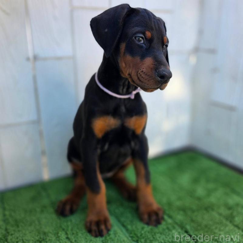 販売中の茨城県のドーベルマン-426192の8枚目
