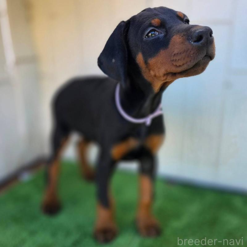 販売中の茨城県のドーベルマン-426192の5枚目