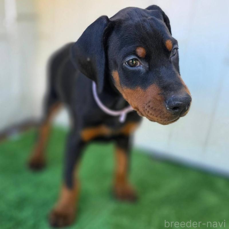 販売中の茨城県のドーベルマン-426192の4枚目