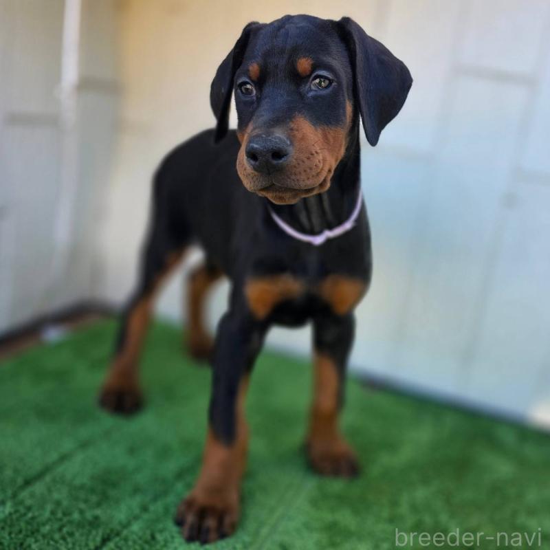 販売中の茨城県のドーベルマン-426192の3枚目