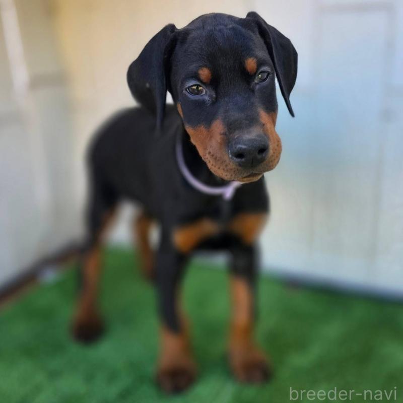 販売中の茨城県のドーベルマン-426192の2枚目