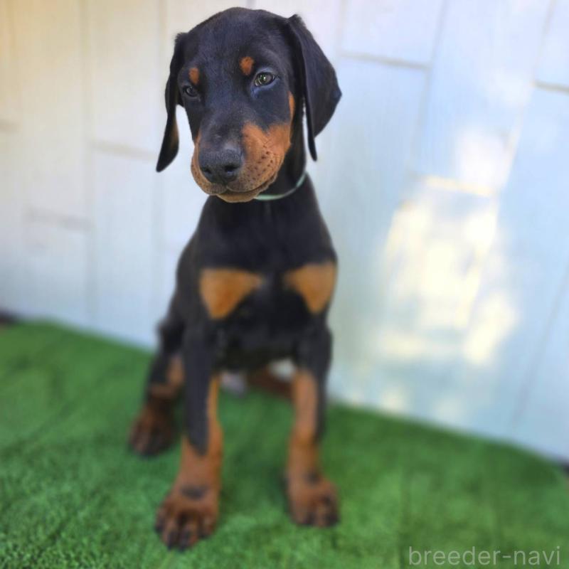 販売中の茨城県のドーベルマン-426181の11枚目