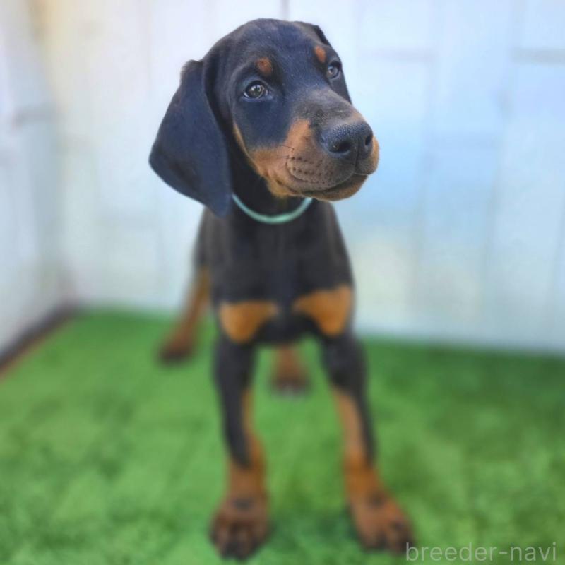 販売中の茨城県のドーベルマン-426181の9枚目