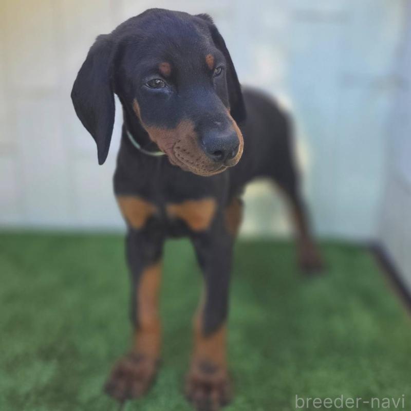 販売中の茨城県のドーベルマン-426181の8枚目