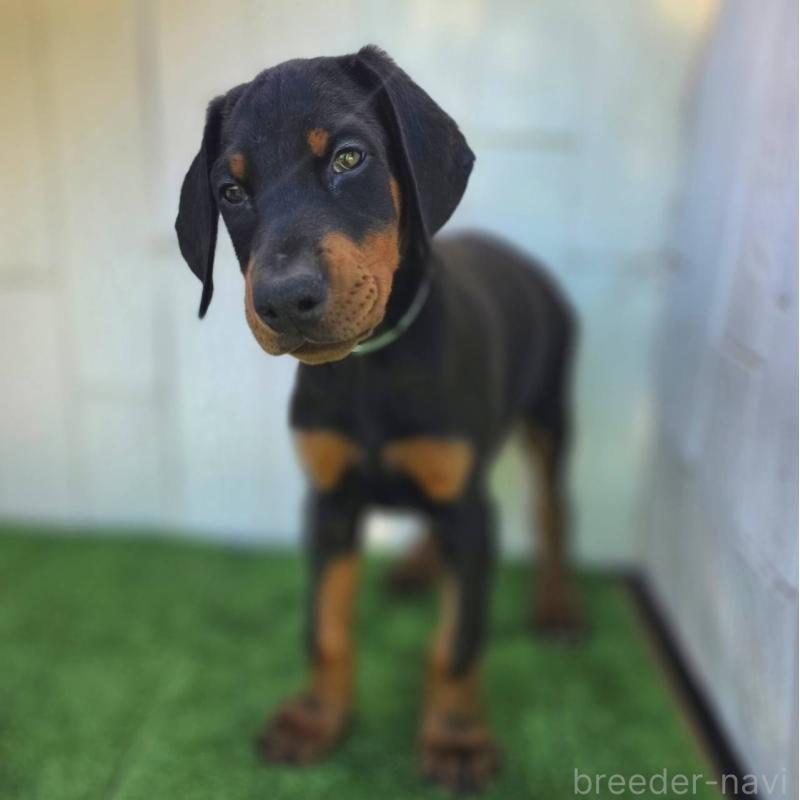 販売中の茨城県のドーベルマン-426181の5枚目