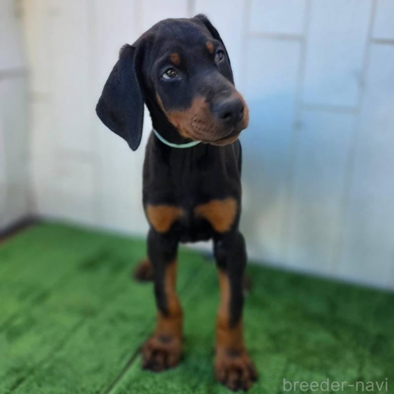 販売中の茨城県のドーベルマン-426181の4枚目