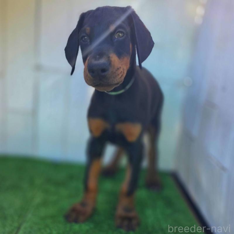 販売中の茨城県のドーベルマン-426181の3枚目