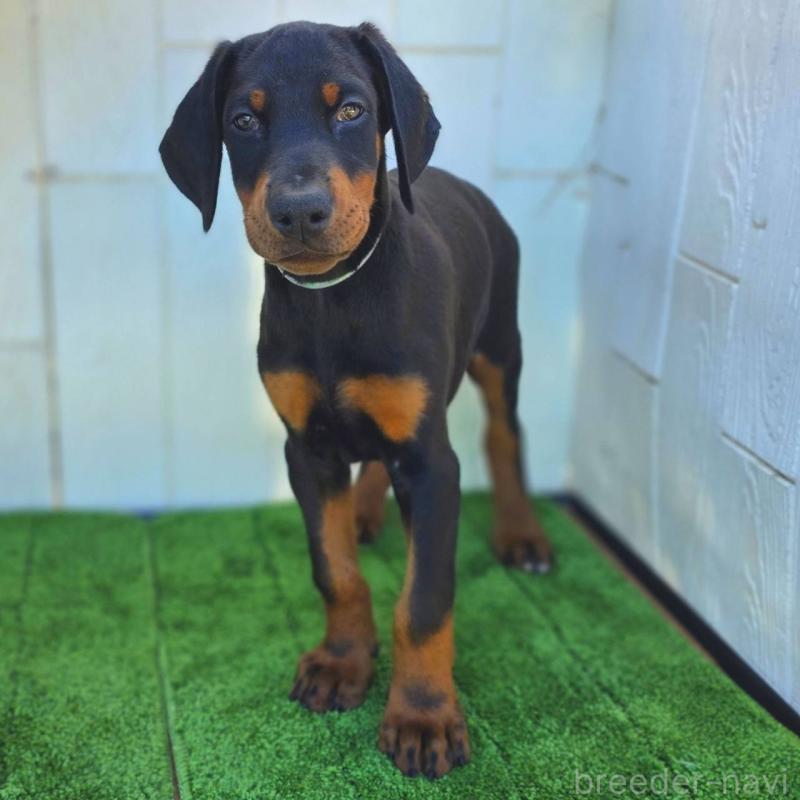 販売中の茨城県のドーベルマン-426181