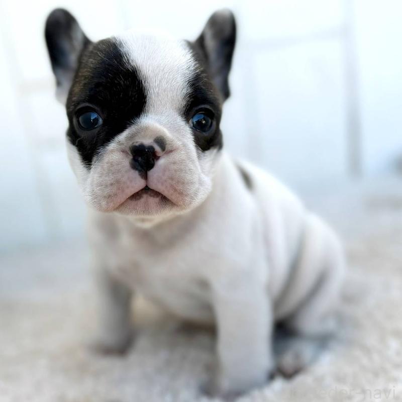 販売中の茨城県のフレンチブルドッグ-427475の14枚目