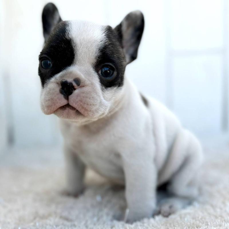 販売中の茨城県のフレンチブルドッグ-427475