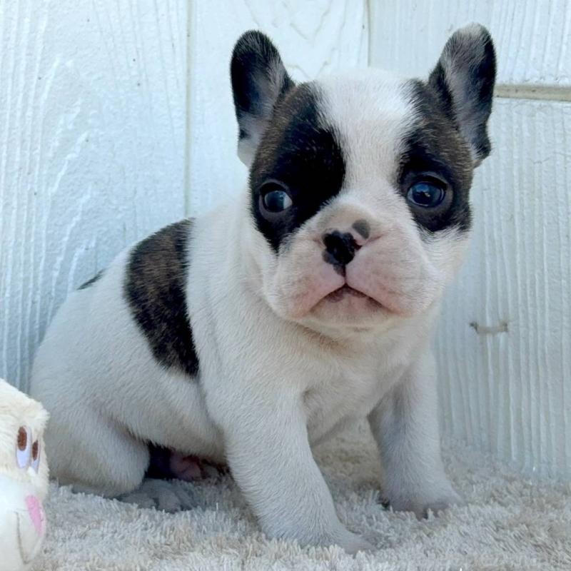 販売中の茨城県のフレンチブルドッグ-427475の12枚目