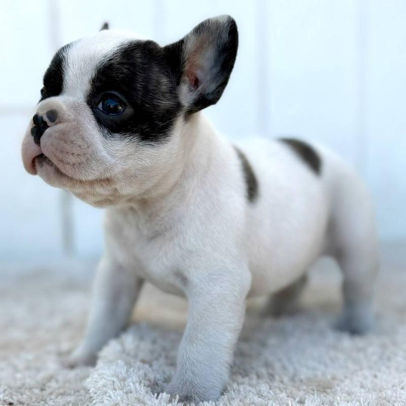 販売中の茨城県のフレンチブルドッグ-427475の11枚目