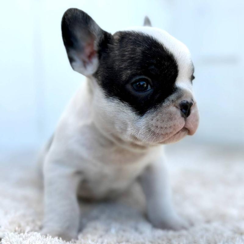 販売中の茨城県のフレンチブルドッグ-427475の10枚目