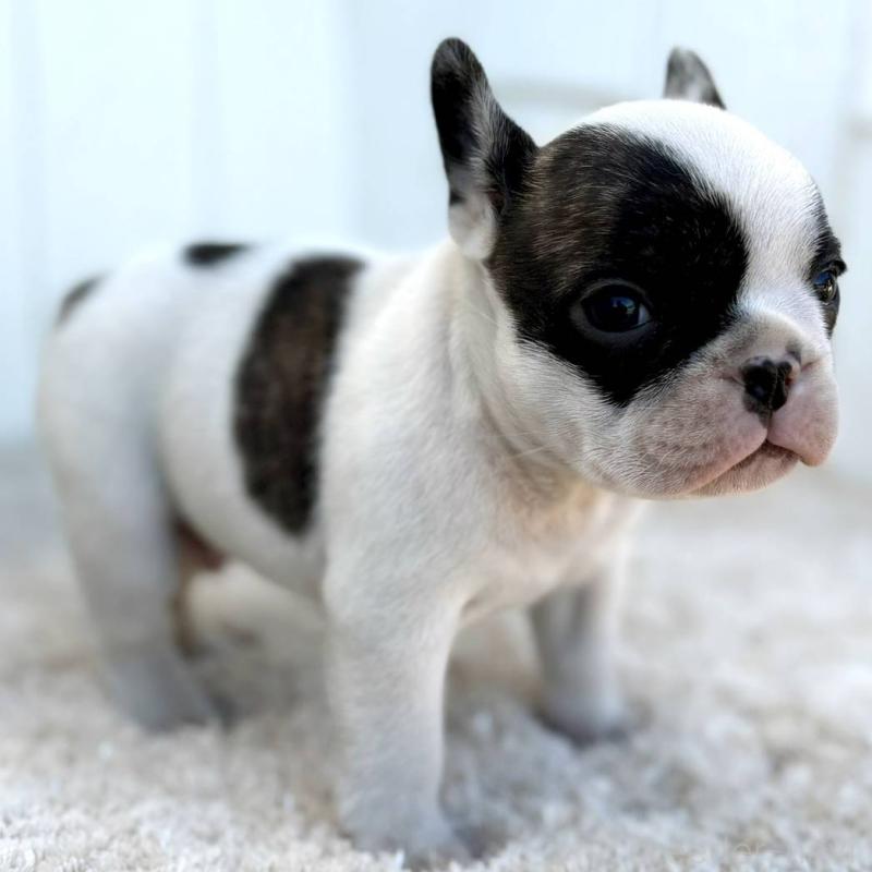 販売中の茨城県のフレンチブルドッグ-427475の8枚目