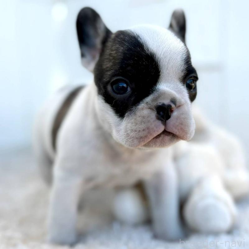 販売中の茨城県のフレンチブルドッグ-427475の7枚目