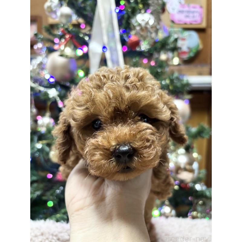 成約済の沖縄県のトイプードル-430467の4枚目