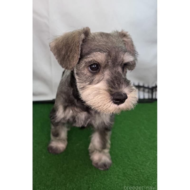 商談中の愛知県のミニチュアシュナウザー-433684の8枚目