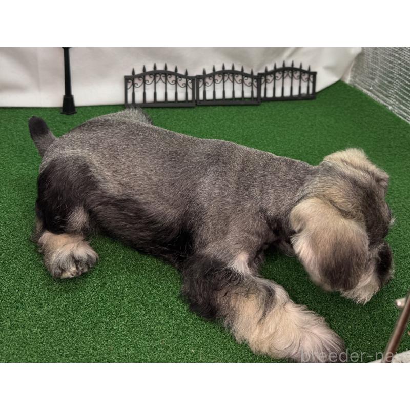 商談中の愛知県のミニチュアシュナウザー-433684の7枚目