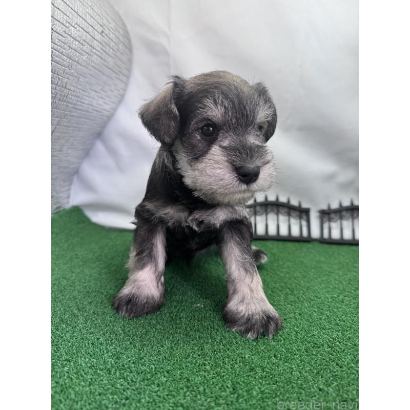 商談中の愛知県のミニチュアシュナウザー-433684の4枚目