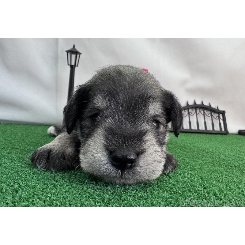 商談中の愛知県のミニチュアシュナウザー-433684の2枚目