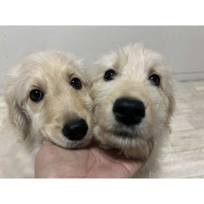 販売中の岡山県のゴールデンドゥードル:ゴールデンレトリーバー×プードル-433918の3枚目