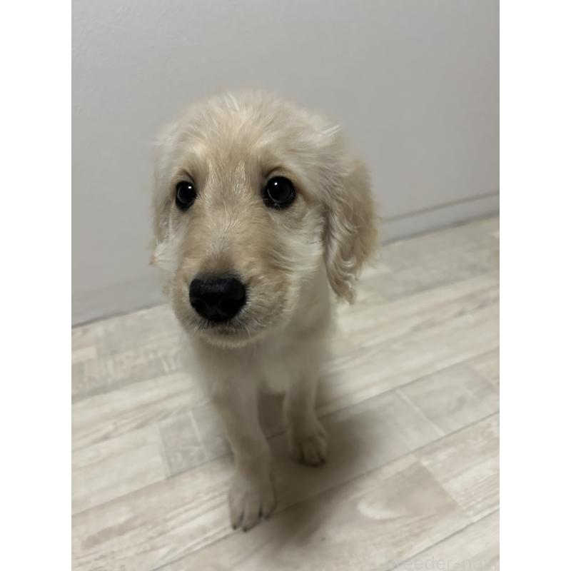 販売中の岡山県のゴールデンドゥードル:ゴールデンレトリーバー×プードル-433918の2枚目