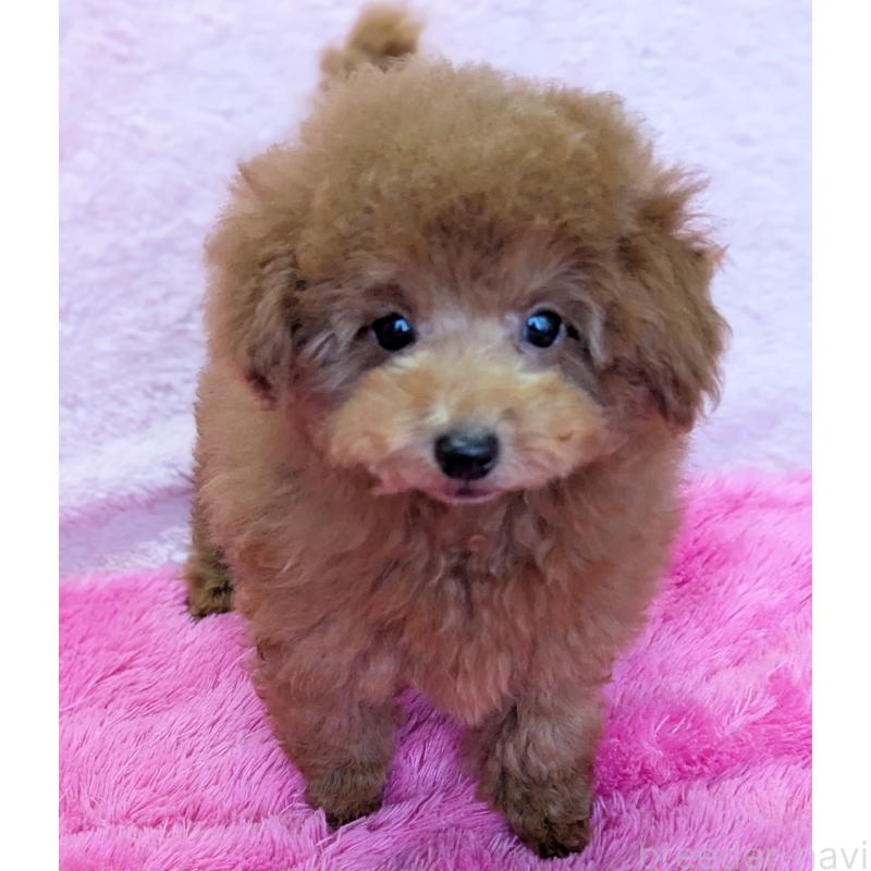 販売中の静岡県のトイプードル-424110