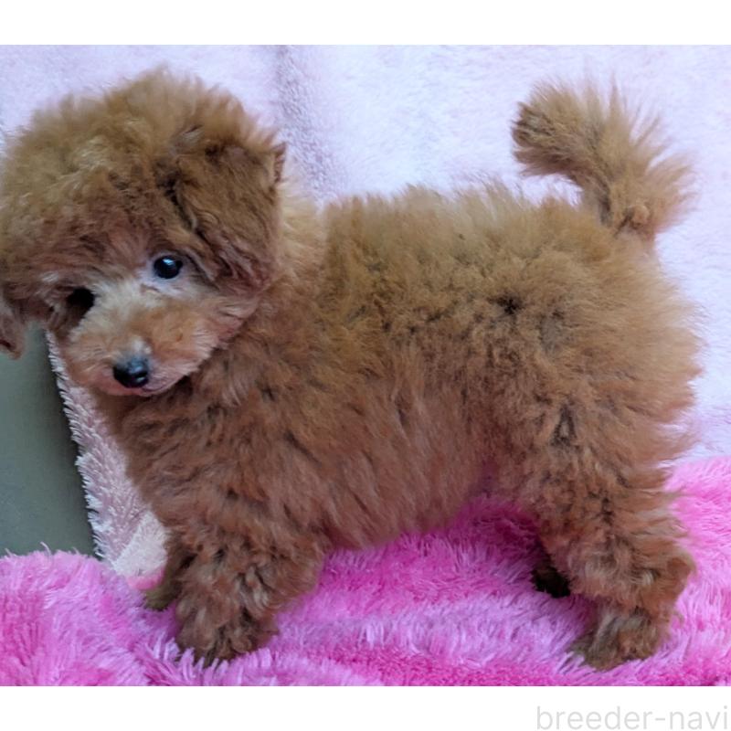 販売中の静岡県のトイプードル-424110の3枚目