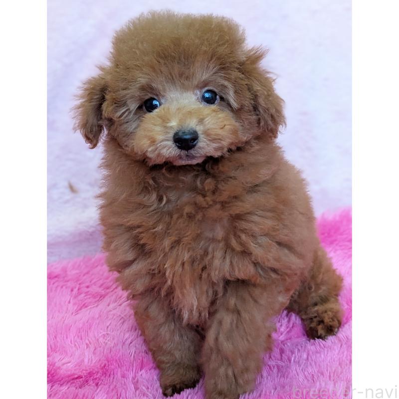 販売中の静岡県のトイプードル-424110の2枚目