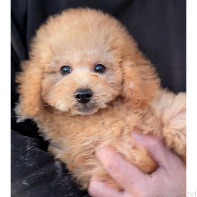 販売中の静岡県のトイプードル-424108の1枚目