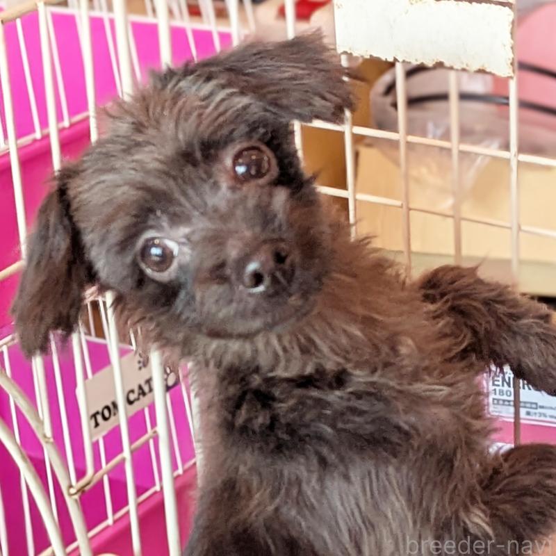 販売中の静岡県のミックス犬-412014の2枚目