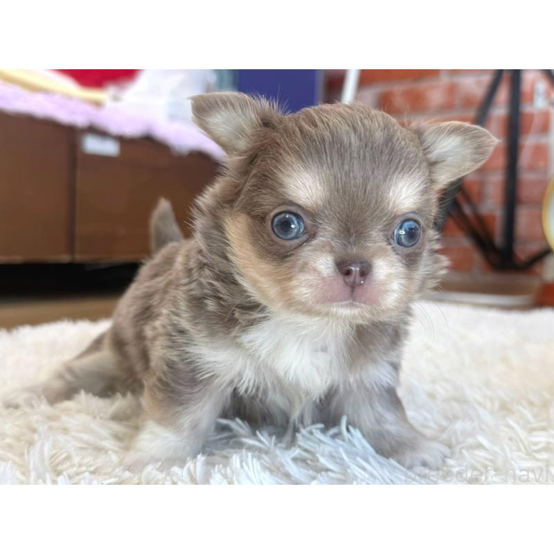 販売中の神奈川県のチワワ(ロングコート)-433919の6枚目