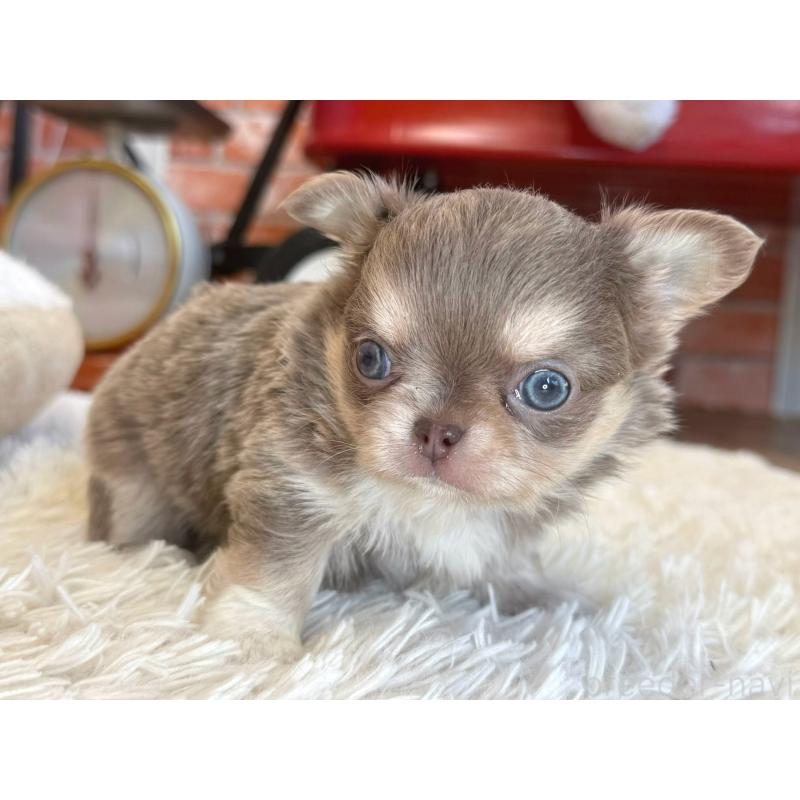 販売中の神奈川県のチワワ(ロングコート)-433919の5枚目