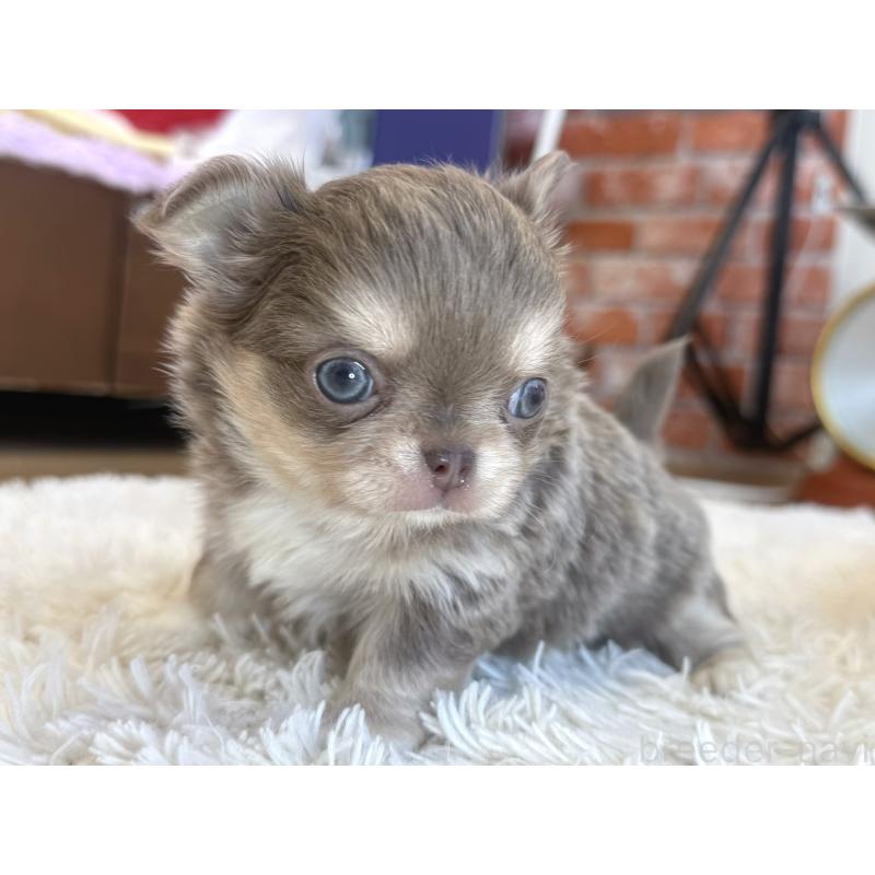 販売中の神奈川県のチワワ(ロングコート)-433919の4枚目