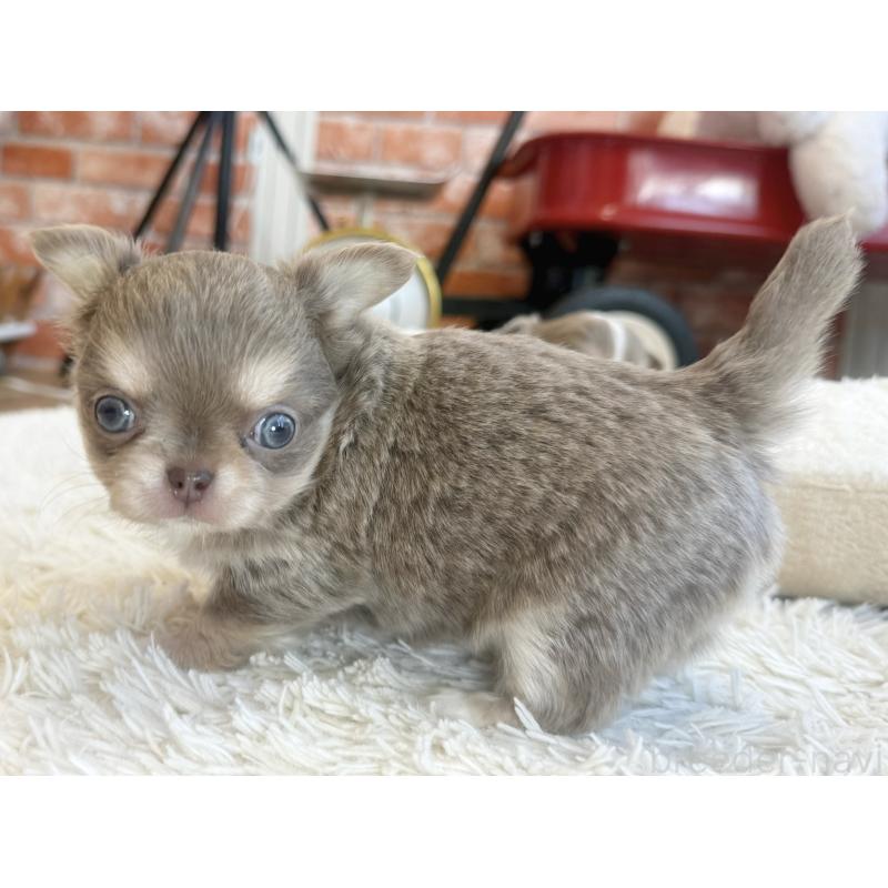 販売中の神奈川県のチワワ(ロングコート)-433919の3枚目