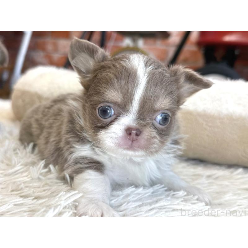 販売中の神奈川県のチワワ(ロングコート)-433920の6枚目