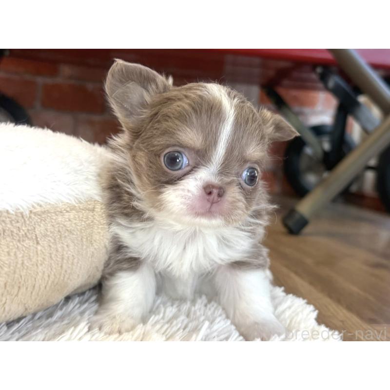 販売中の神奈川県のチワワ(ロングコート)-433920の5枚目