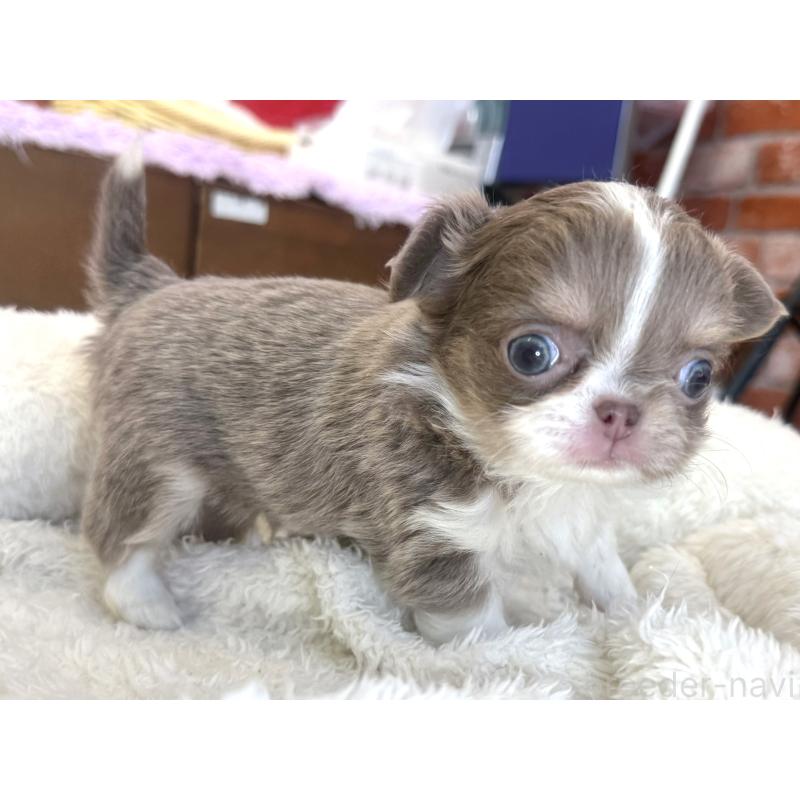 販売中の神奈川県のチワワ(ロングコート)-433920の4枚目