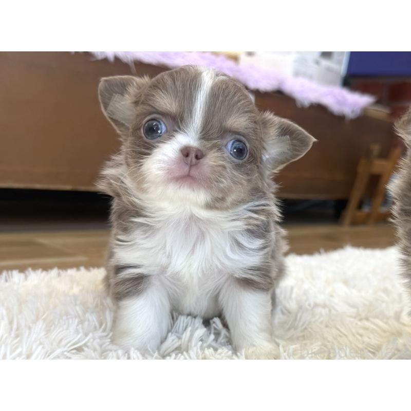 販売中の神奈川県のチワワ(ロングコート)-433920の3枚目