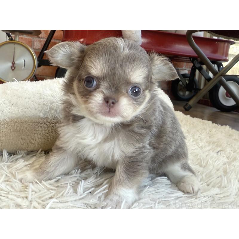 販売中の神奈川県のチワワ(ロングコート)-433921の6枚目