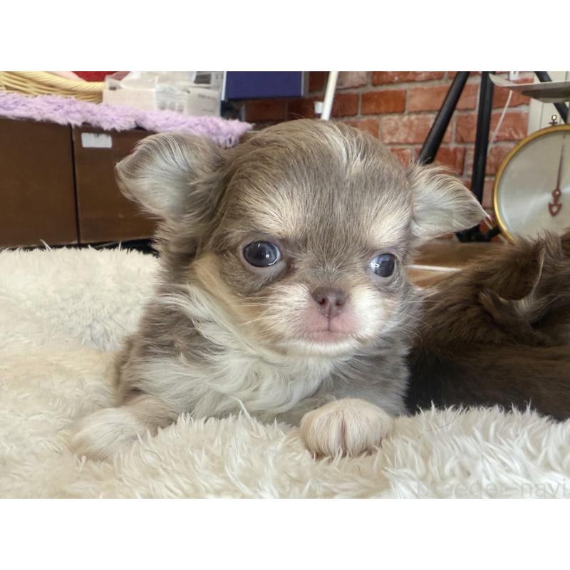 販売中の神奈川県のチワワ(ロングコート)-433921の5枚目