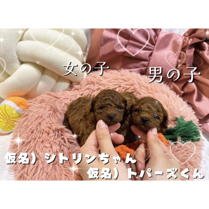 販売中の大阪府のティーカッププードル-433924の2枚目