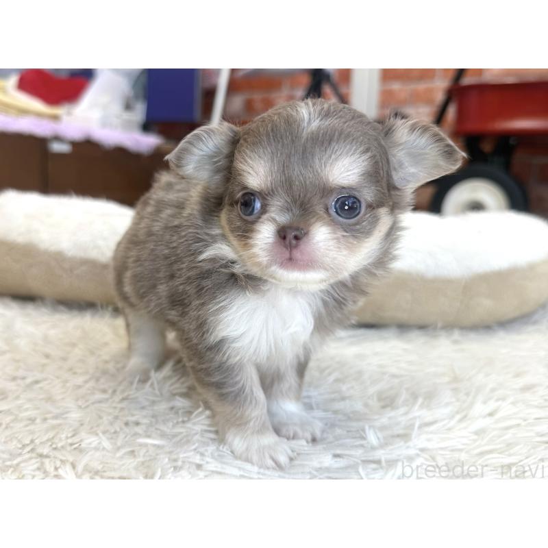 販売中の神奈川県のチワワ(ロングコート)-433921の4枚目